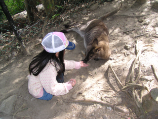 ワラビーにえさやり♪